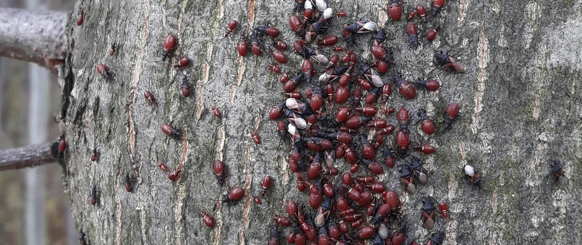 Pluskwiak skupieniec lipowy na korze drzewa