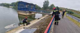 Strażacy na betonowej tamie odławiają śnięte ryby. Strażacy zabezpieczeni przy pomocy technik linowych i z hełmami na głowie. 
