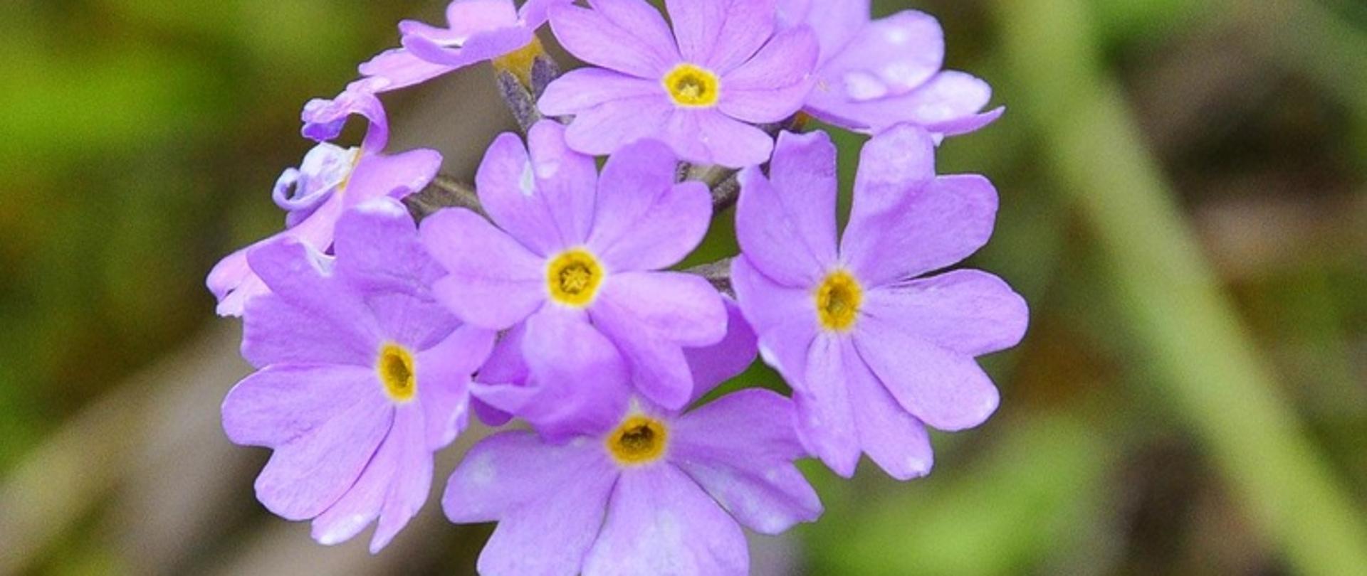 Zdjęcie przedstawia zagrożony wyginięciem kwiat pierwiosnki omączonej