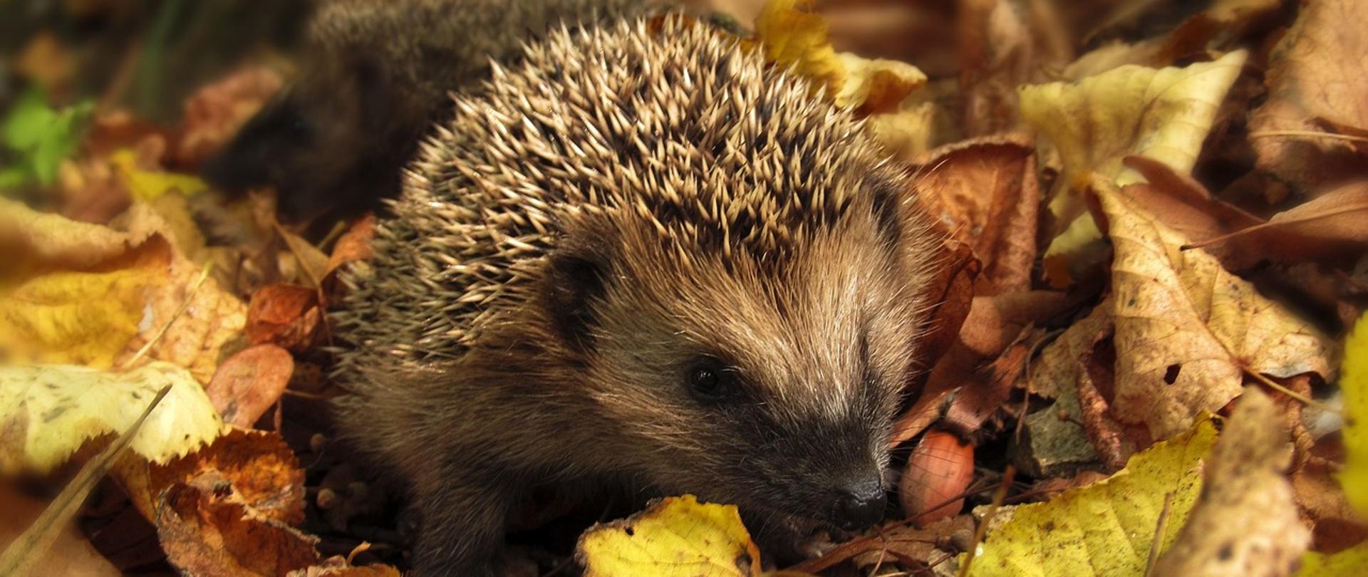 Jeże w liściach