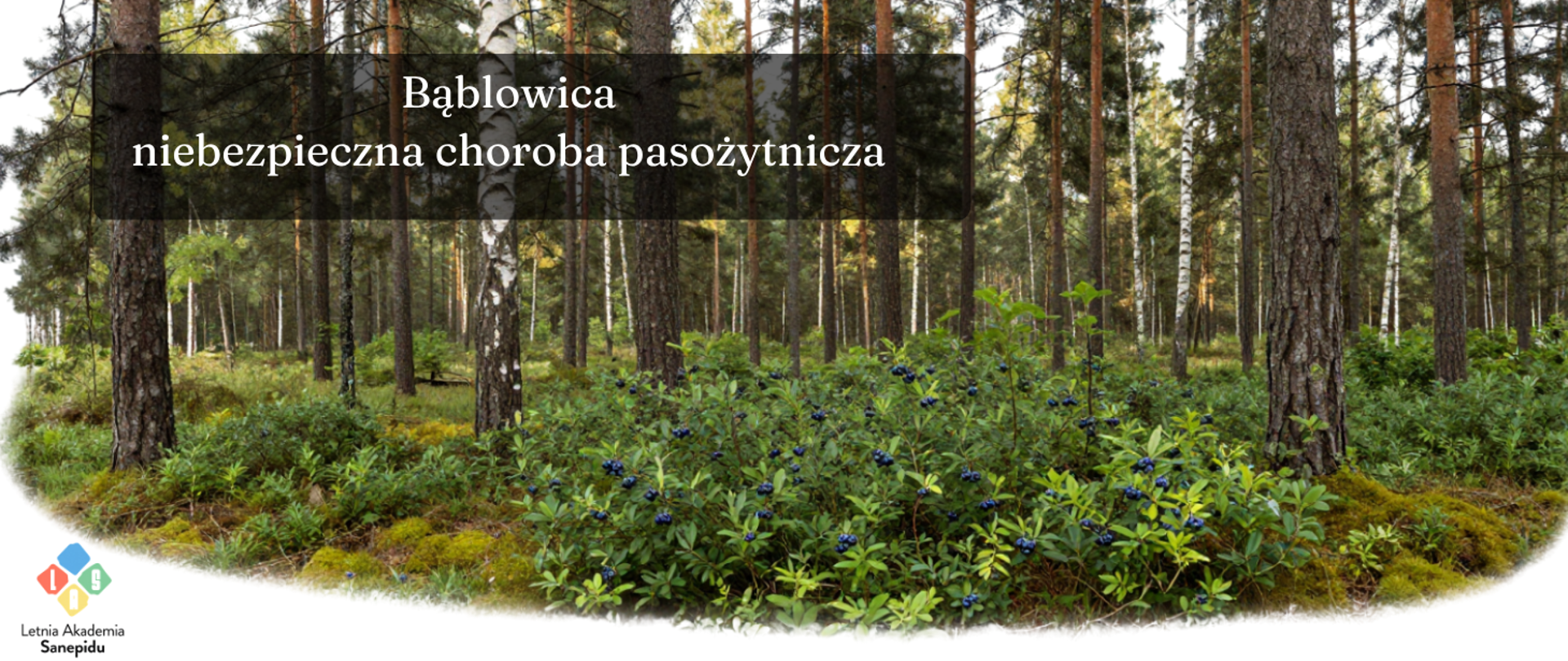 Bąblowica