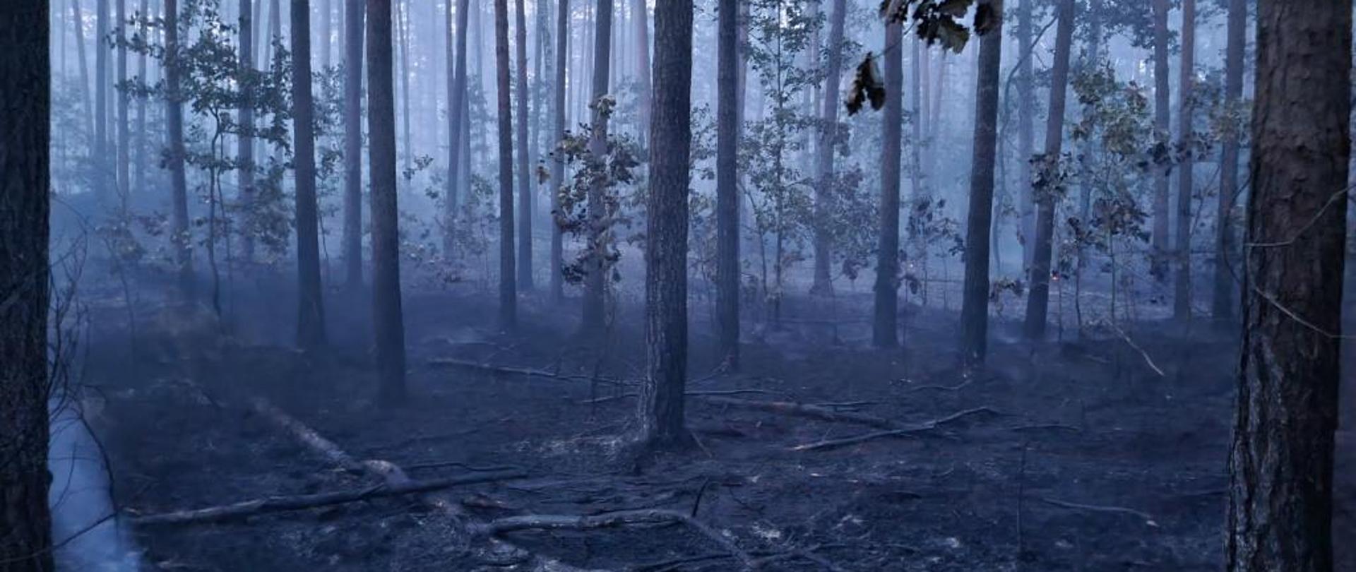 Zdjęcie przedstawia spalony las. Drzewa w kolorze ciemnym, czarnym z opaloną korą, gałęziami oraz bez liści. Nad spaloną ziemią miejscami unosi się jeszcze dym. 
