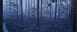 Zdjęcie przedstawia spalony las. Drzewa w kolorze ciemnym, czarnym z opaloną korą, gałęziami oraz bez liści. Nad spaloną ziemią miejscami unosi się jeszcze dym. 