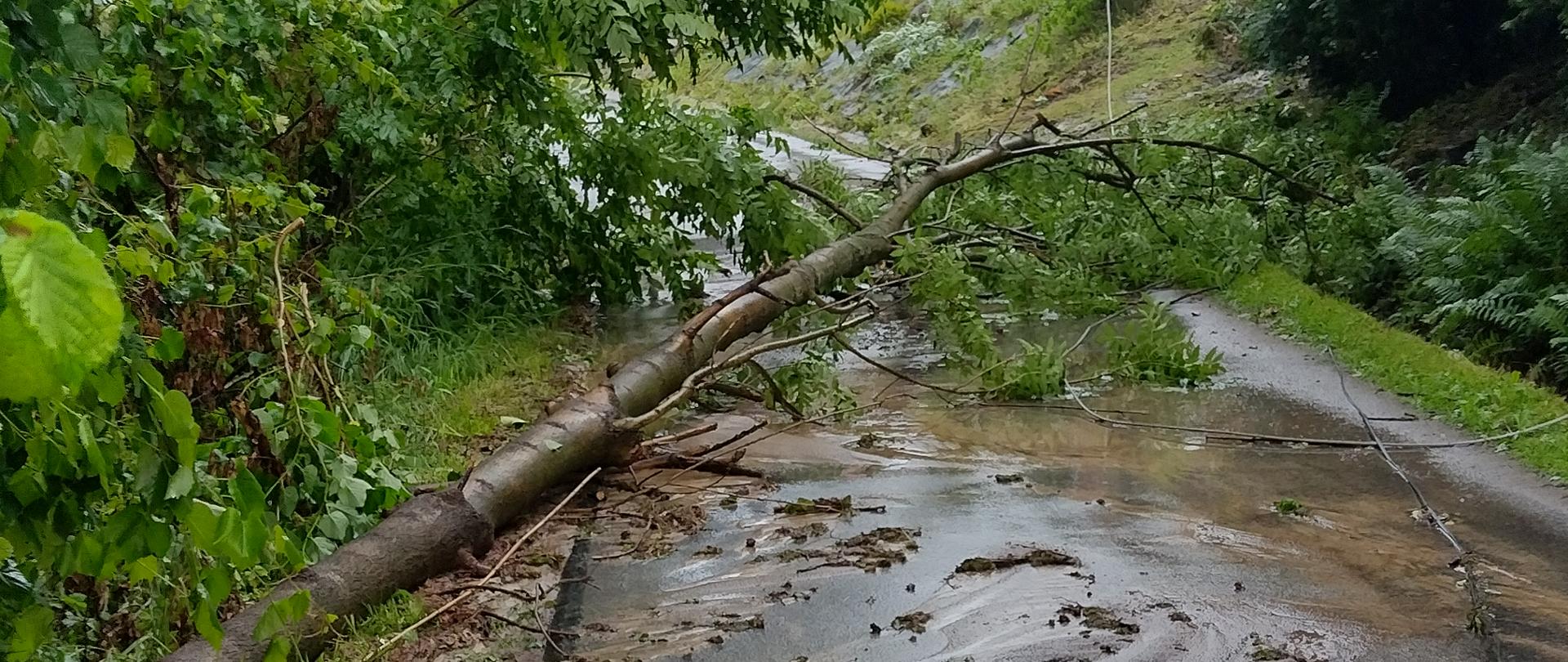 Na zdjęciu widoczne powalone drzewo na drodze asfaltowej. Za drzewem zerwana linia energetyczna. Po bokach widoczne drzewa. W tle budynki jednorodzinne. 