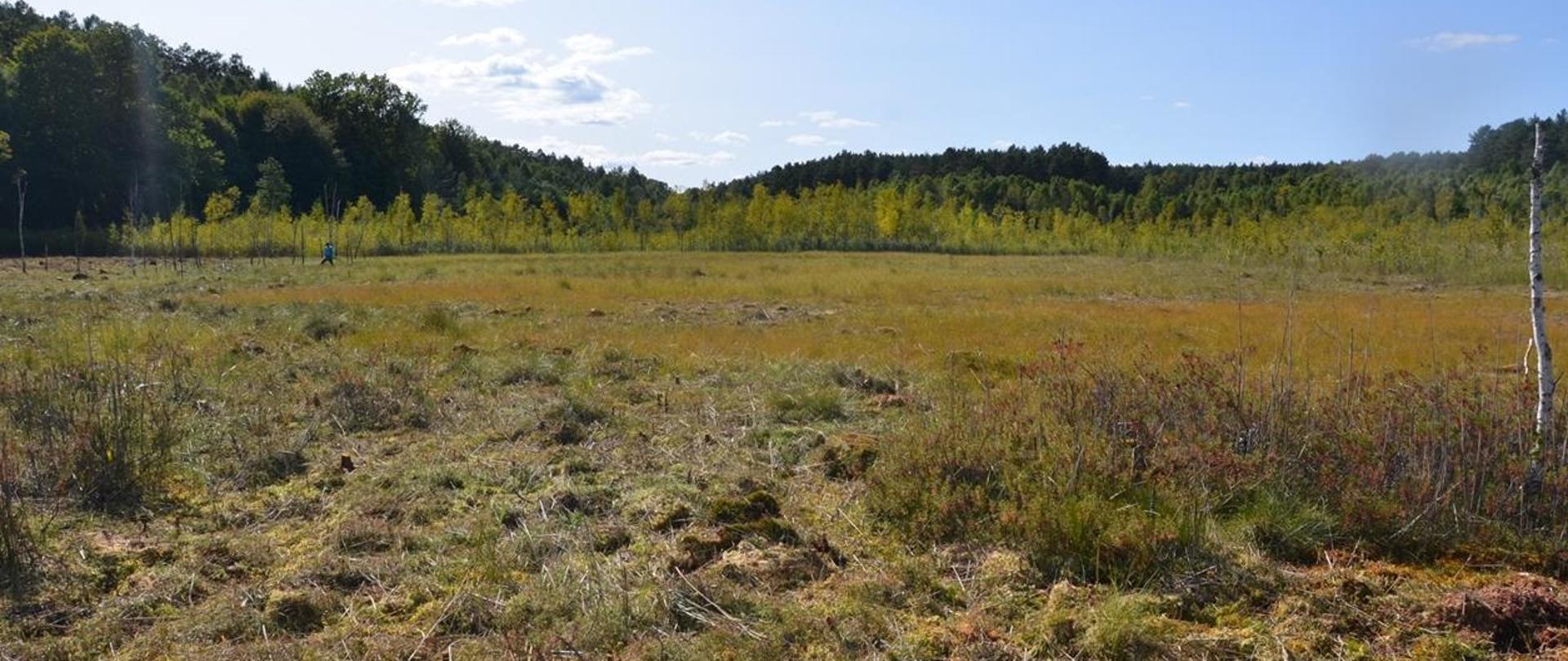 Na zdjęciu torfowisko