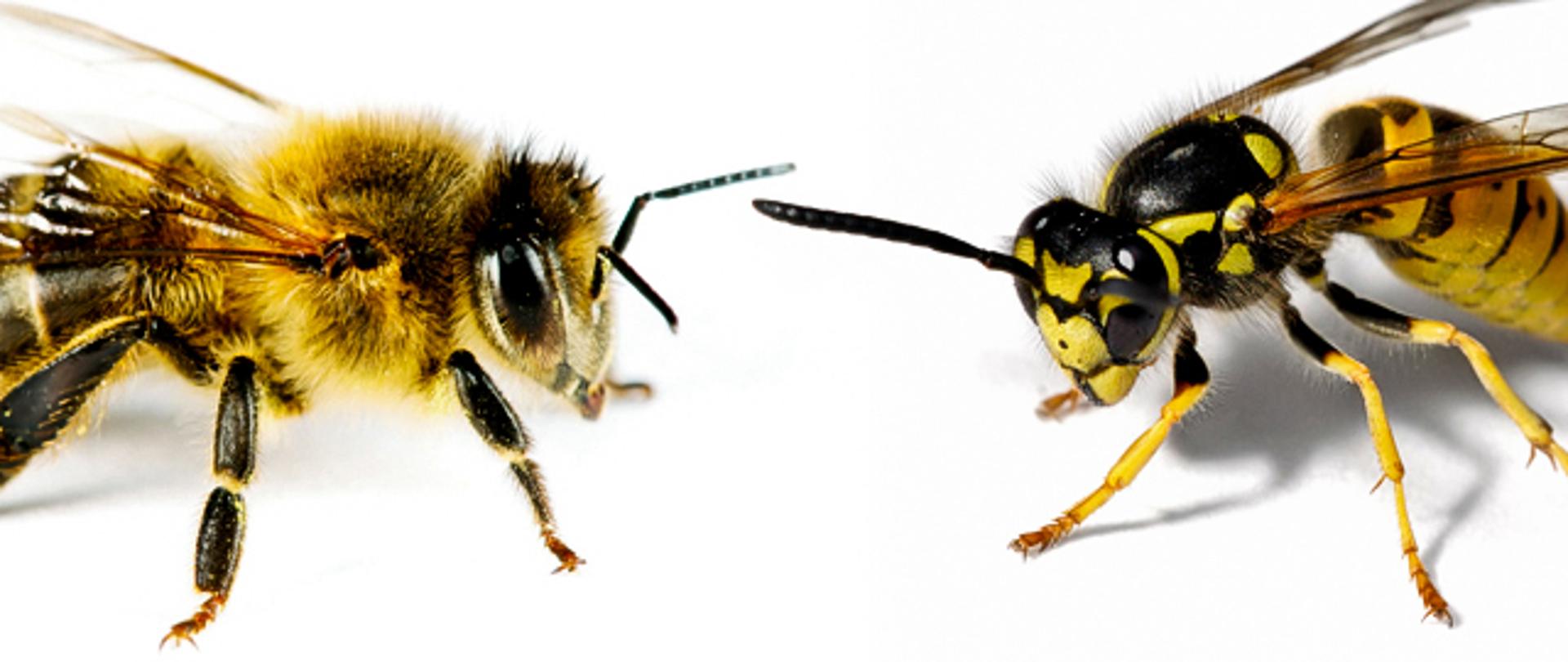 zdjęcie pszczoły(po lewej stronie) i osy (po prawej stronie) na białym tle