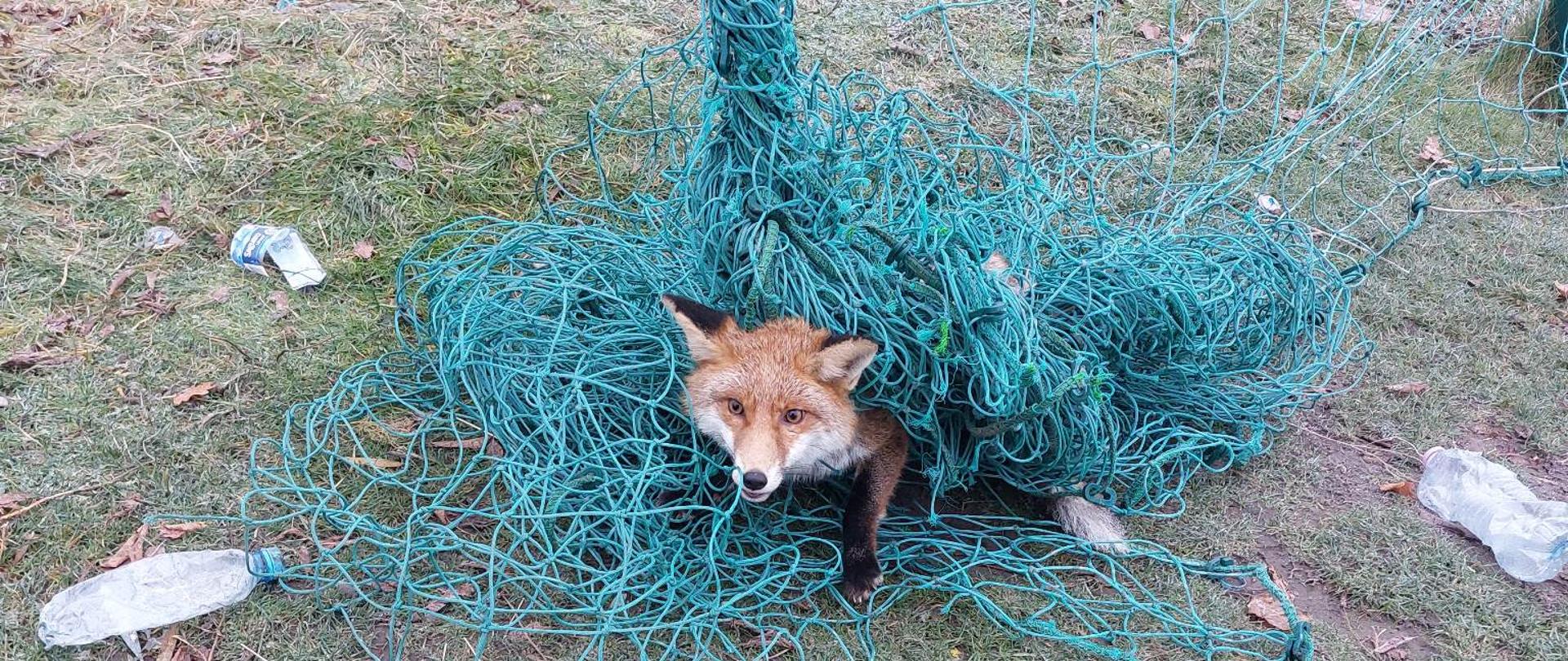 Na zdjęciu lisa zaplątanego w siatkę na boisku szkolnym