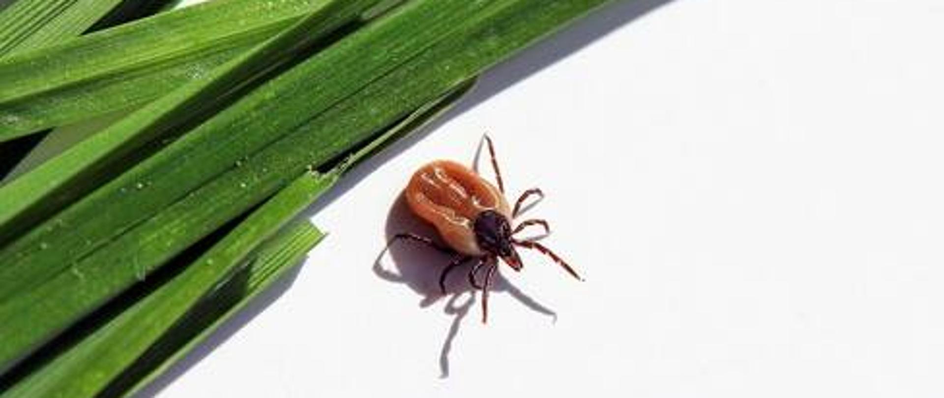 kleszcz obok zielonych listewek