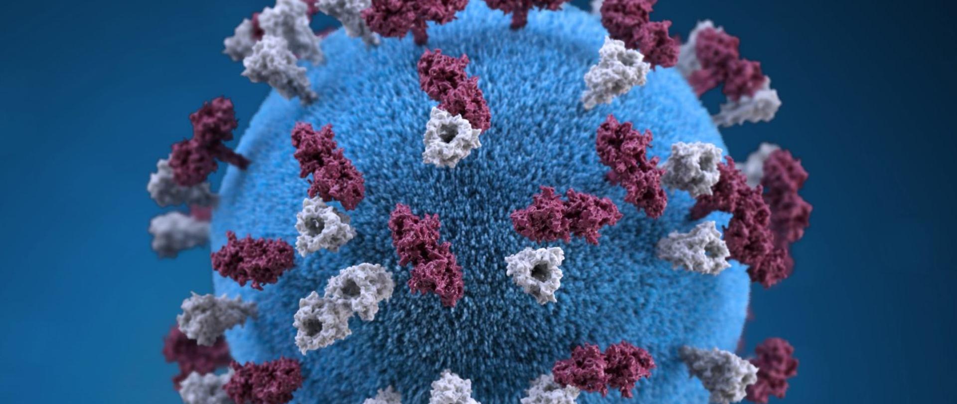 Odra jest ostrą, wysoce zakaźną chorobą wirusową wywoływaną przez paramyxowirusy, zdolną do wywoływania epidemii