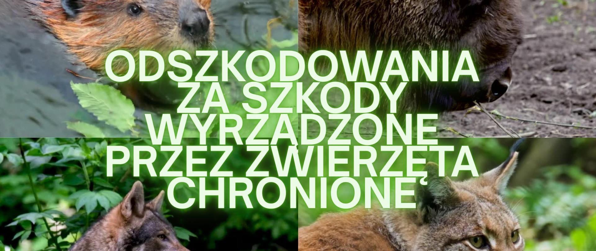 Odszkodowania za szkody wyrządzone przez bobry, żubry, wilki i rysie