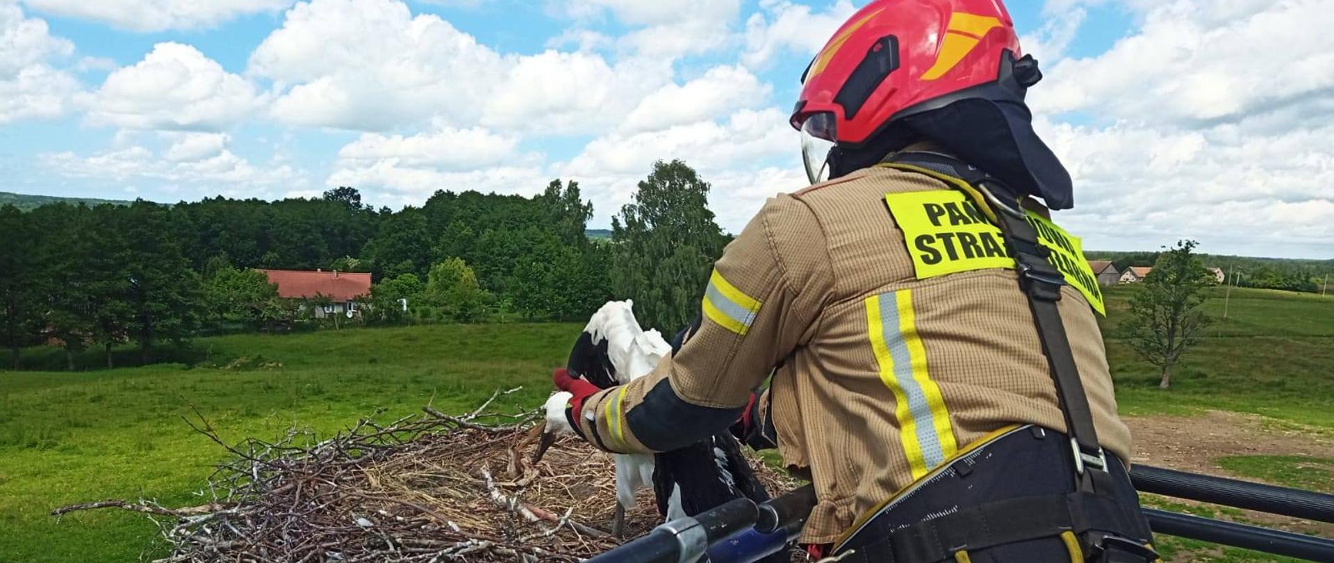 Strażak w koszu drabiny mechanicznej wkłada do gniazda młodego bociana. W oddali las. Białe chmury na niebie.