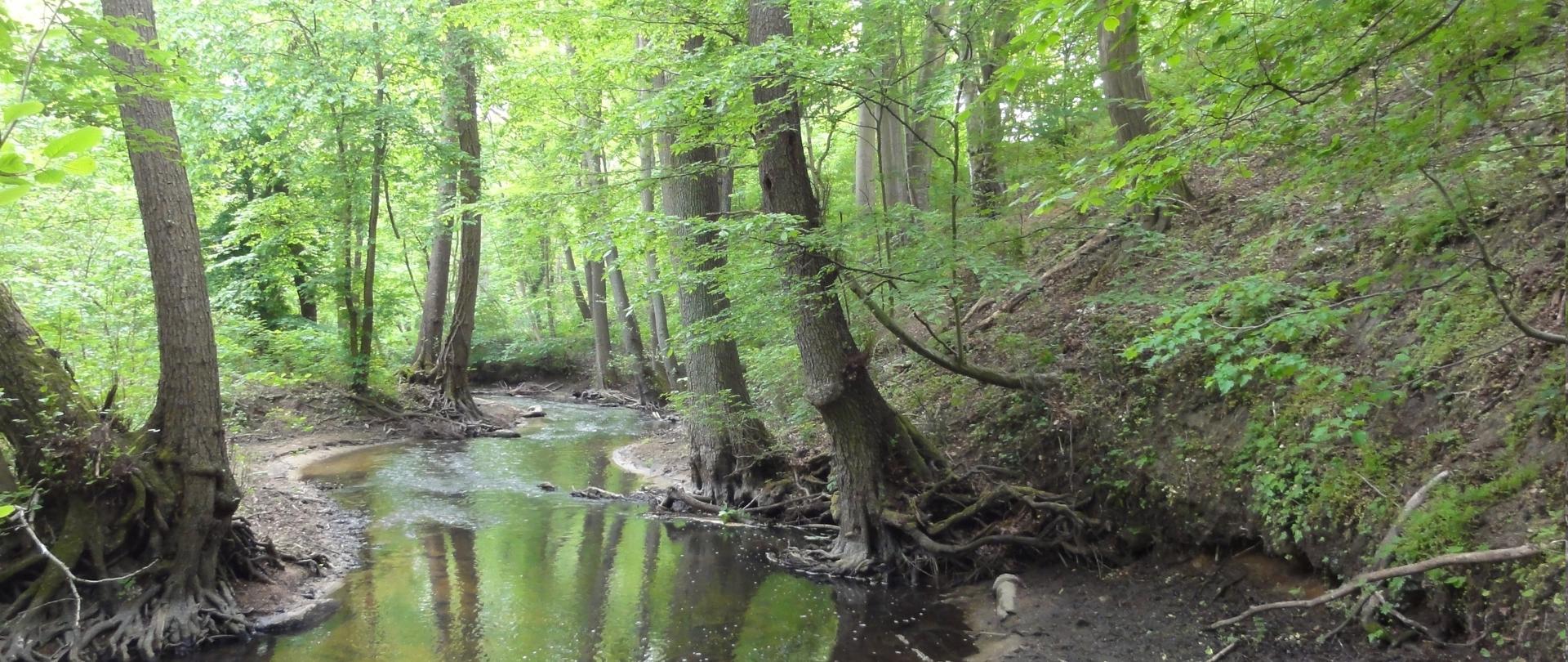 Rezerwat „Wysoka Skarpa Rzeki Tywy” - widok meandrującej rzeki o charakterze podgórskim 