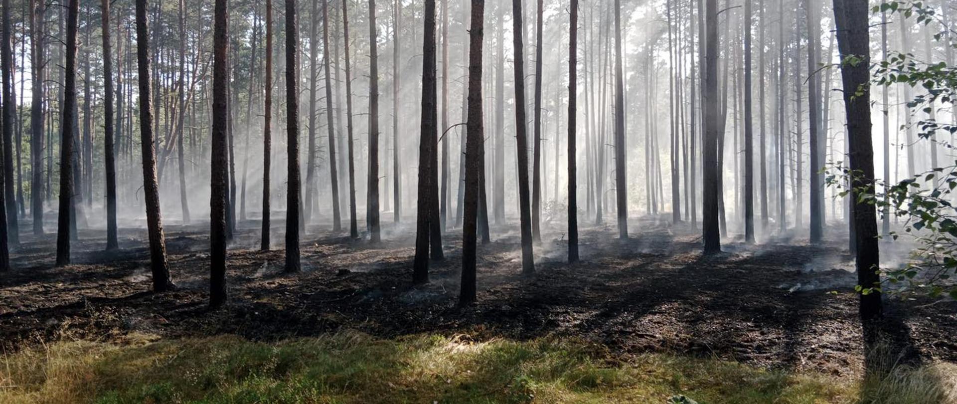 Na zdjęciu widnieje obszar leśny po pożarze. 