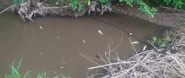 Potok Czernisławka w Odrzechowiej. Na powierzchni widoczne kilka śniętych ryb.