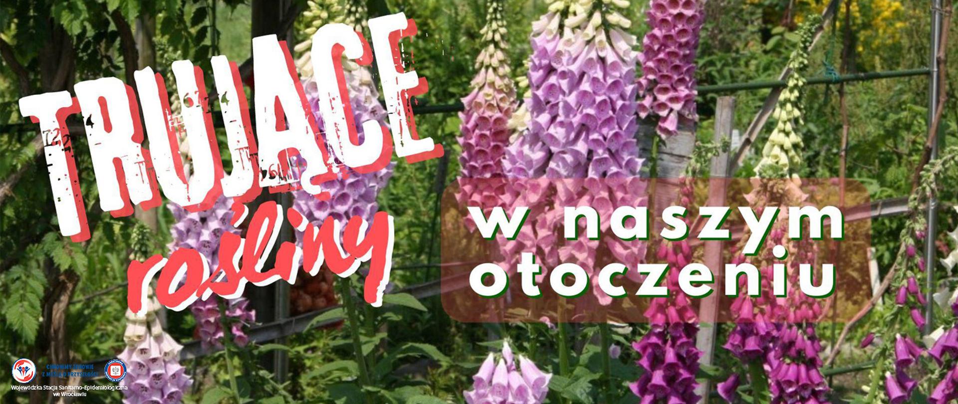 Naparstnice w kwitnącym ogrodzie