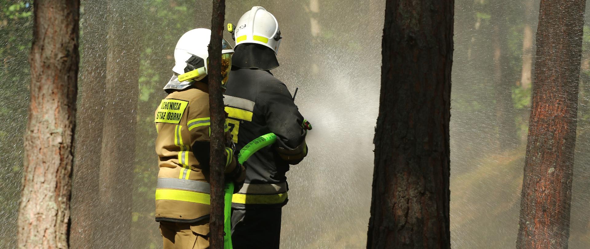 W lesie pomiędzy drzewami stoi dwóch strażaków w mundurach i białych hełmach, Leją wodę z węża strażackiego.