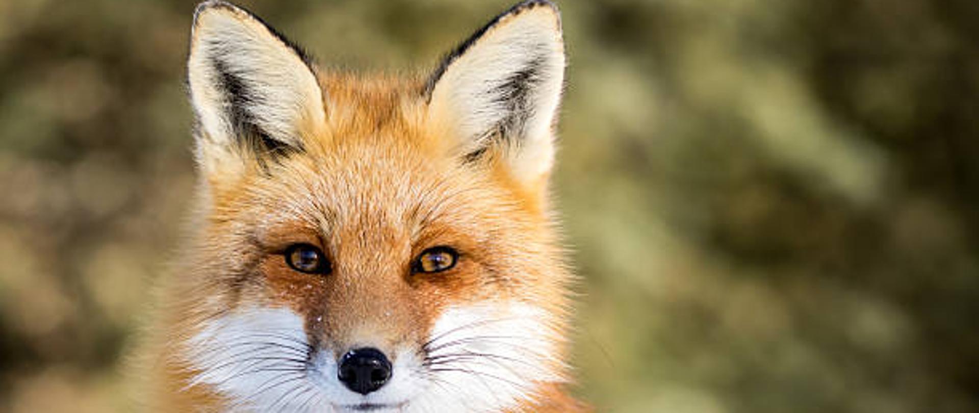 Red Fox - Vulpes vulpes, sitting up at attention, direct eye contact, a little snow in its face, tree bokeh in background