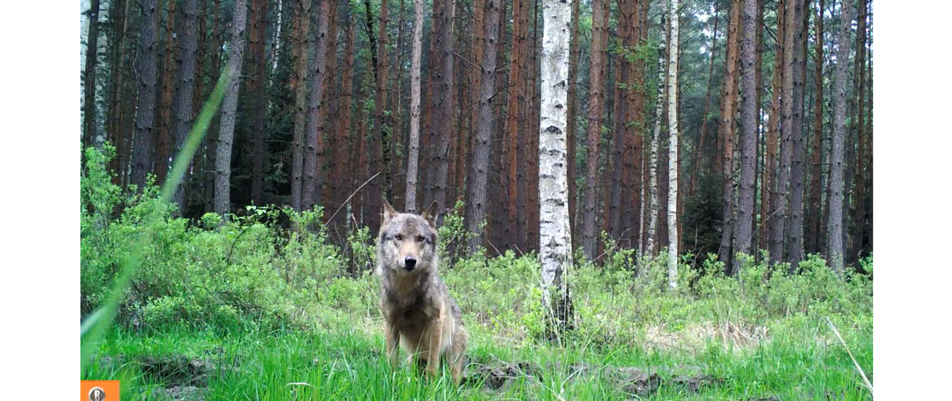 Wrocław: Monitoring wilka w obszarach Natura 2000