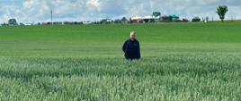 łan zbóż, w oddali stoi mężczyzna