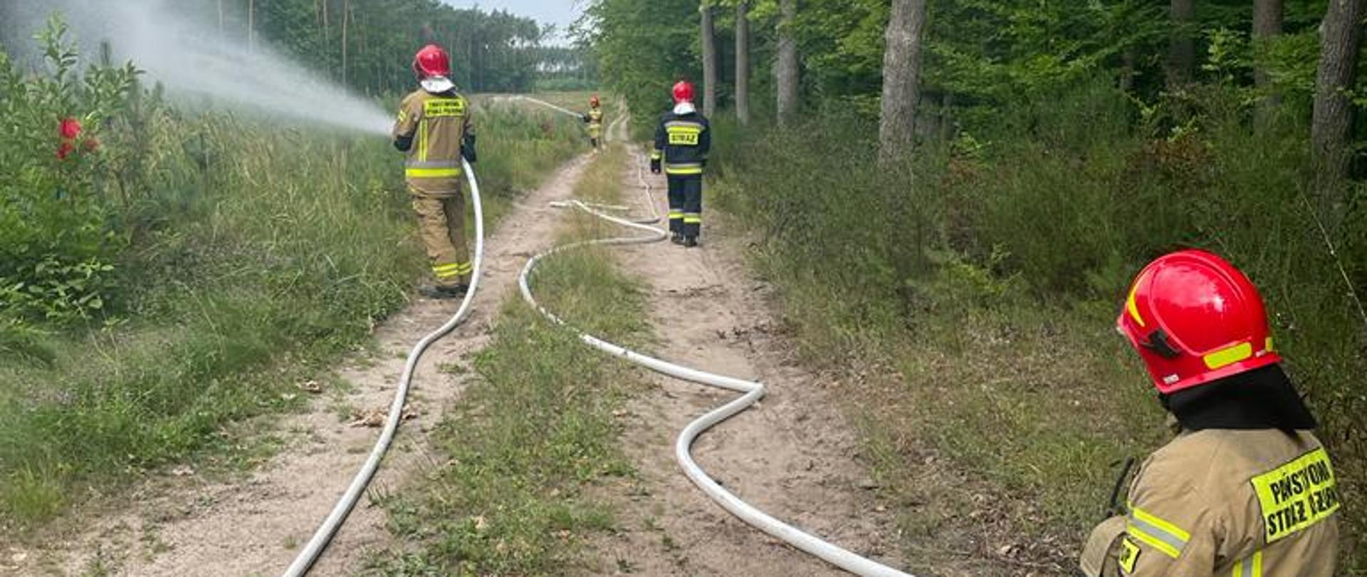 Strażacy na drodze leśnej, pośród lasu z rozwiniętymi dwoma liniami gaśniczymi symulują gaszenie pożaru lasu, który wyznaczony jest czerwonymi chorągiewkami. 