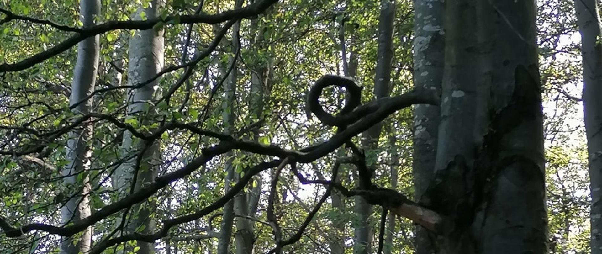 Dzień Krajobrazu 20 października 2020 r.