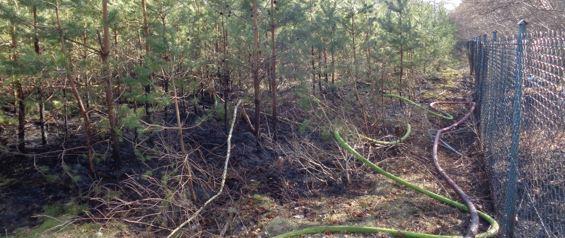 Pożar młodnika. Rozwinięte linie gaśnicze.