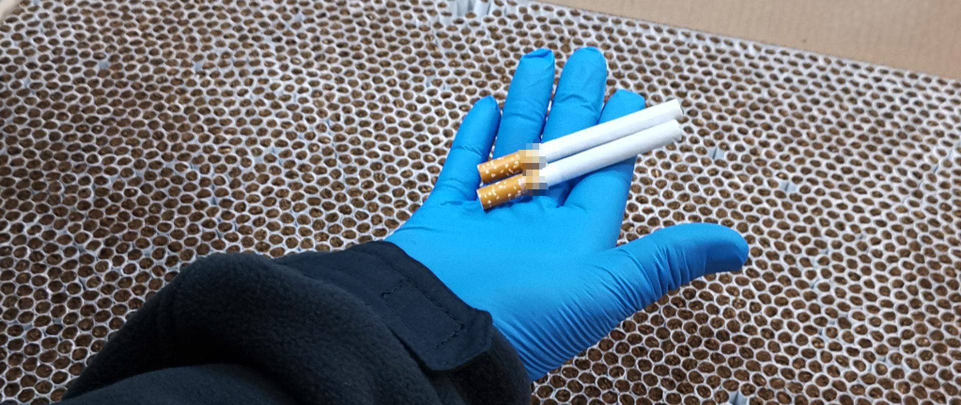 Dwa papierosy na dłoni w rękawiczce, poniżej karton z papierosami.