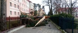 Na zdjęciu widać powalone drzewo