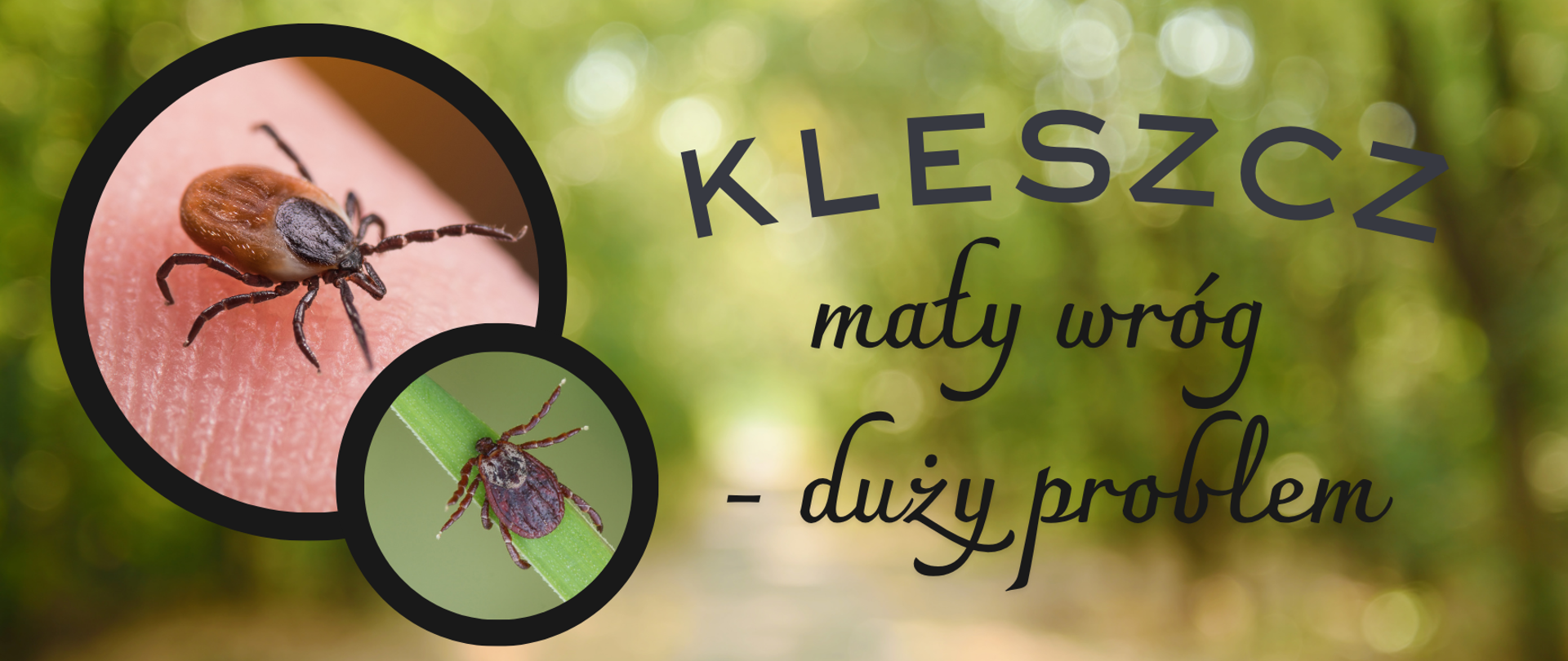 NA ZDJĘCIU DWA KLESZCZE ORAZ NAPIS - KLESZCZ mały wróg - duży problem