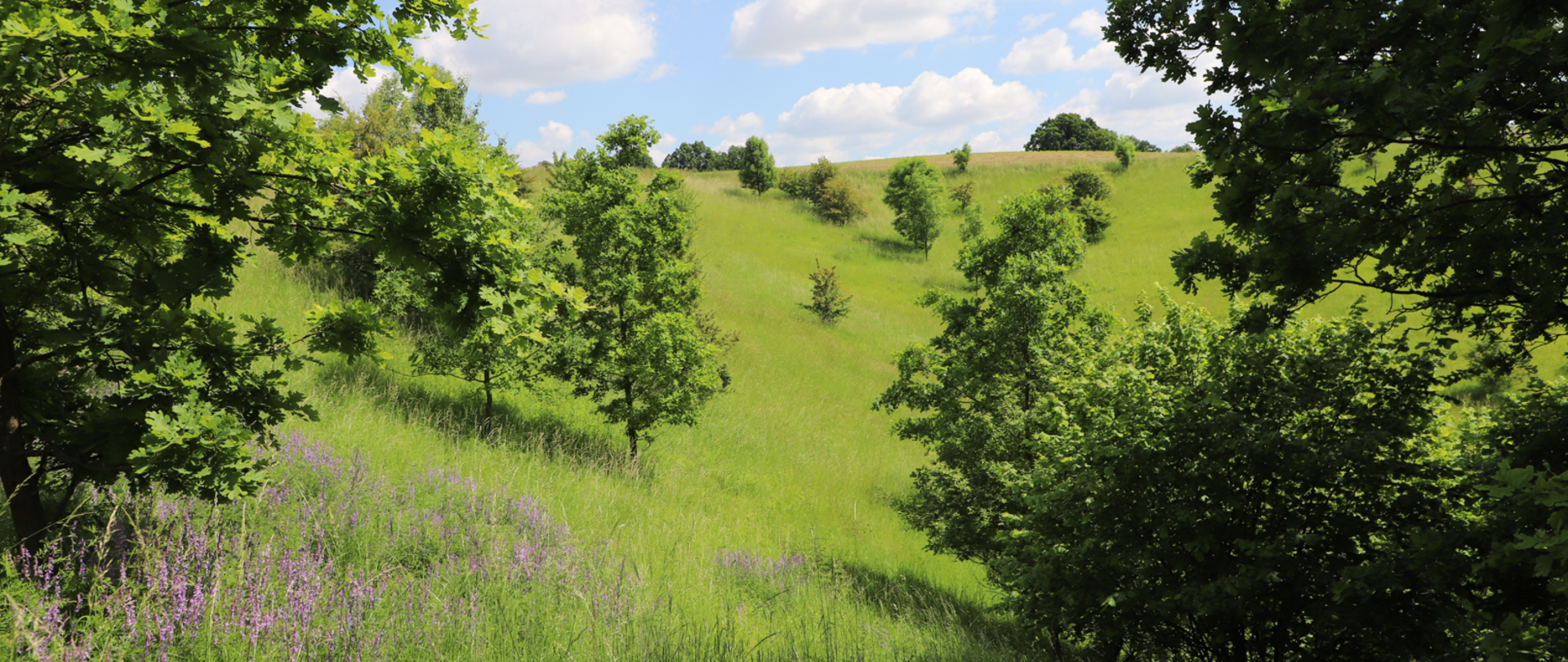 Zielona łąka z pojedynczymi drzewami, w tle błękitne niebo z kilkoma chmurkami