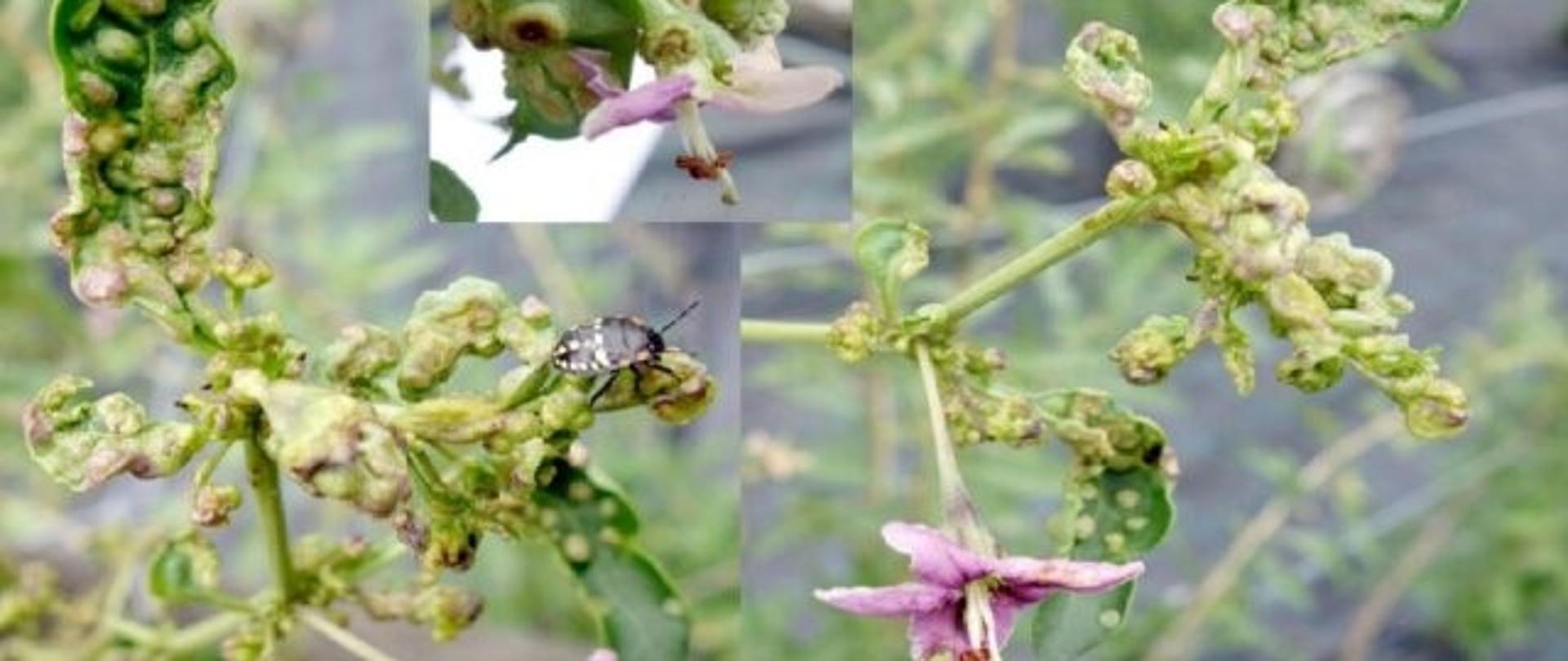 Galasy wywołane przez A. kuko na liściach,pąkach kwiatowych i szypułkach kwiatów kolcowoju https://www.researchgate.net/publication/311784138_Aceria_kuko_Mites_a_Comprehensive_Review_of_Their_Phytosanitary_Risk_Pathways_and_Control/figures?lo=1