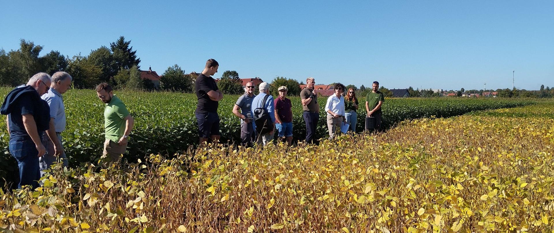prezentacja odmian soi - uczestnicy spotkania pomiędzy poletkami z roślinami soi
