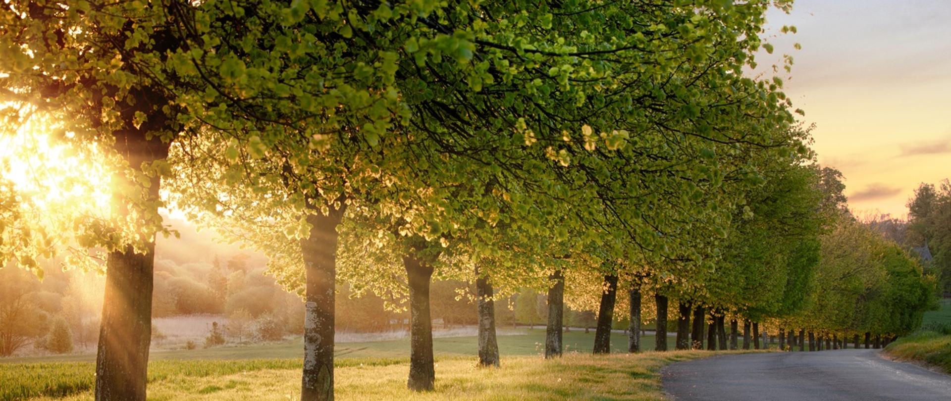 Szereg drzew przy wiejskiej drodze o zachodzie słońca. Pod drzewami zielona trwa. 