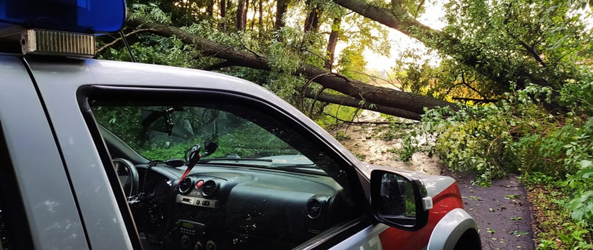 zablokowana droga przez powalone drzewa