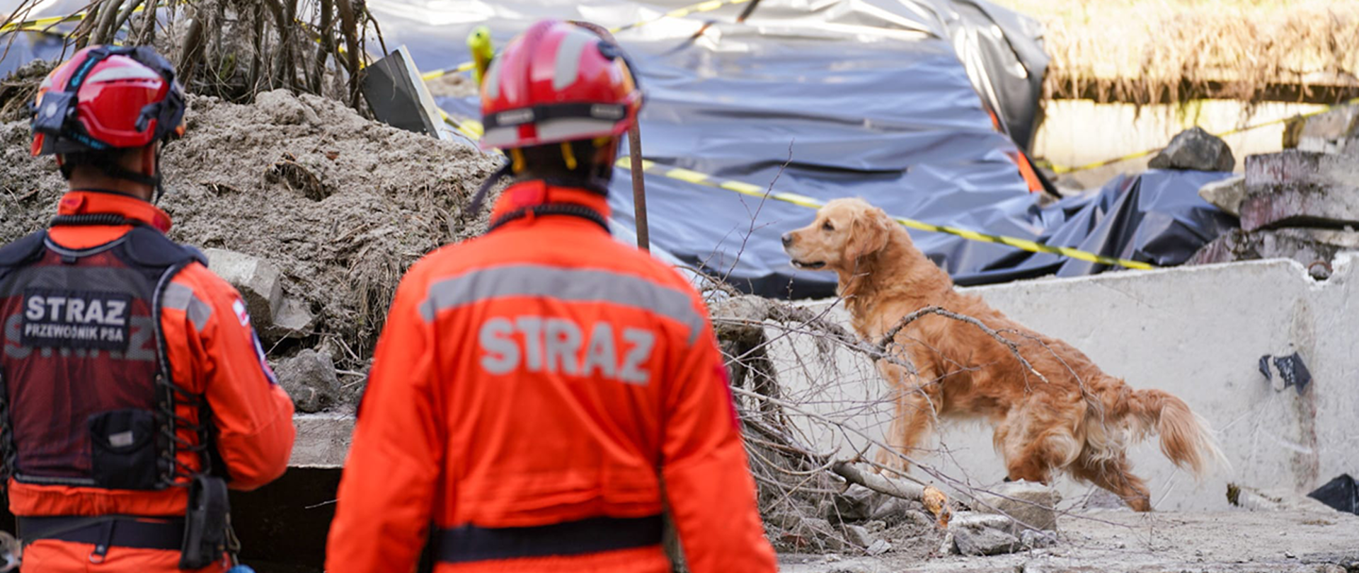 Ponad tysiąc czworonożnych funkcjonariuszy wspiera pracę służb MSWiA