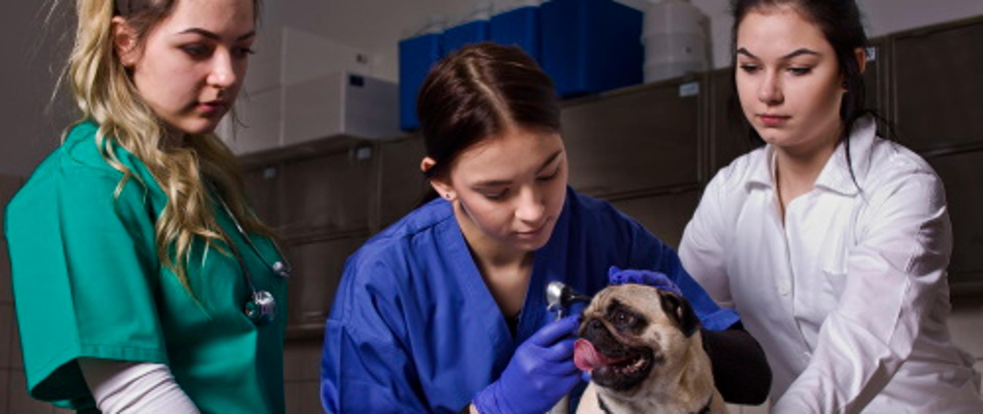 uczennice technikum weterynarii badają psa