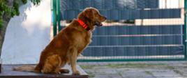 Pies ratowniczy rasy golden retriever siedzi na podwyższonej platformie podczas ćwiczeń na terenie jednostki straży pożarnej. W tle widoczne są ogrodzenie oraz zieleń.