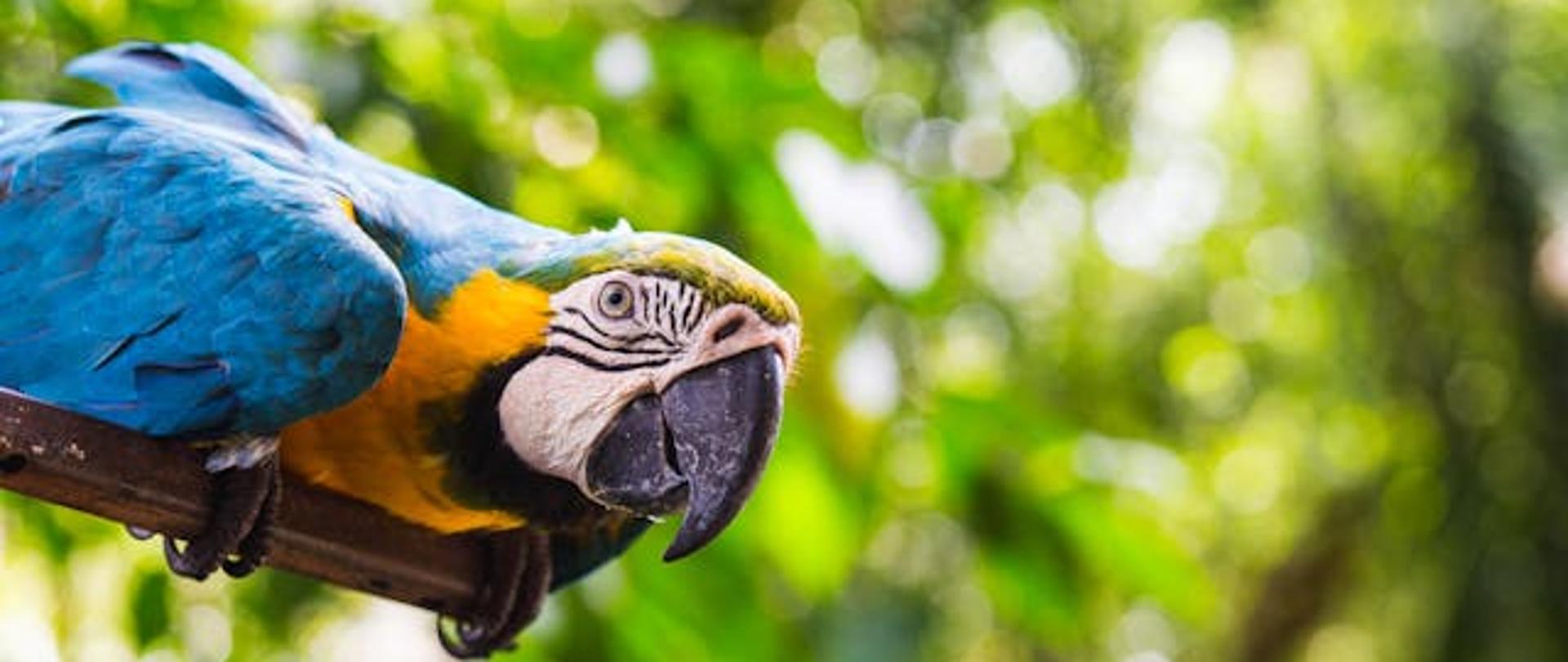 papuga ara z niebieskimi skrzydłami ciekawie patrzy w obiektyw