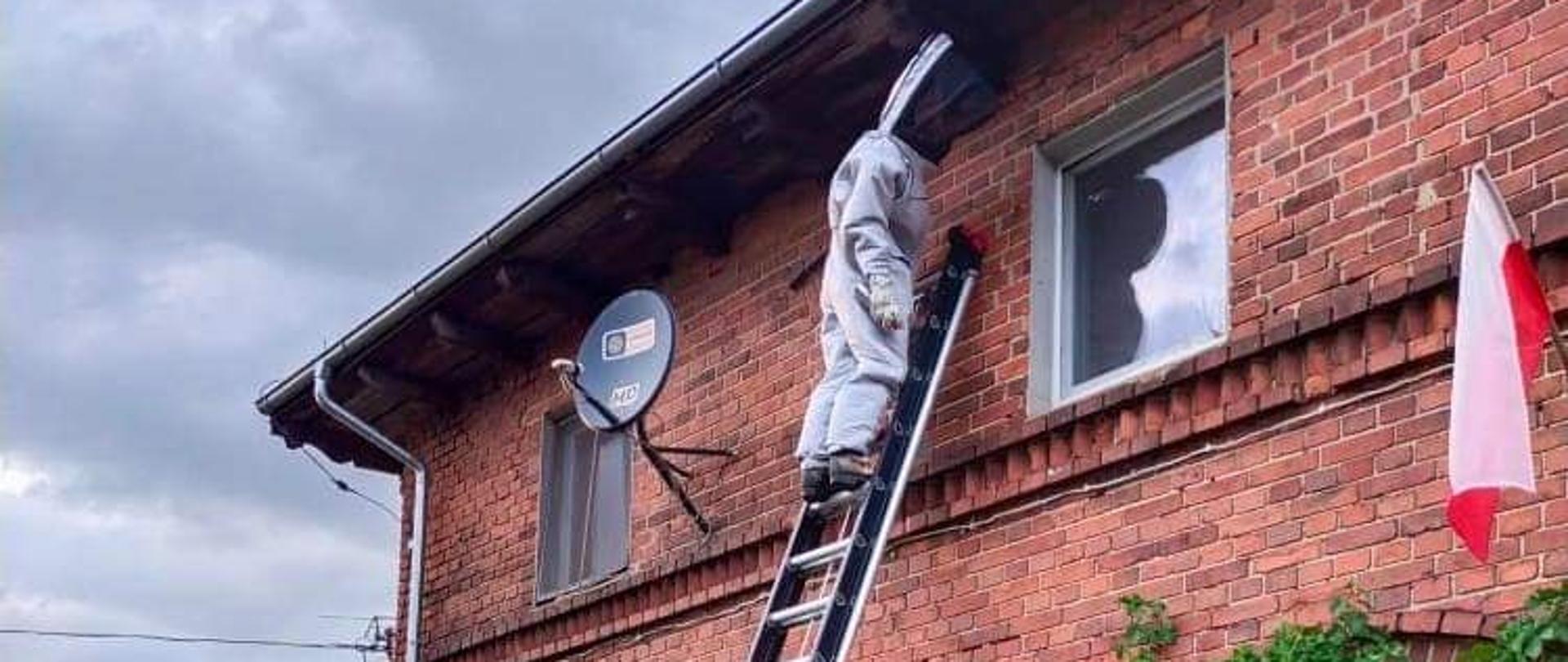 Strażak ubrany w odzież ochronną, stoi na drabinie przy budynku i usuwa gniazdo os.