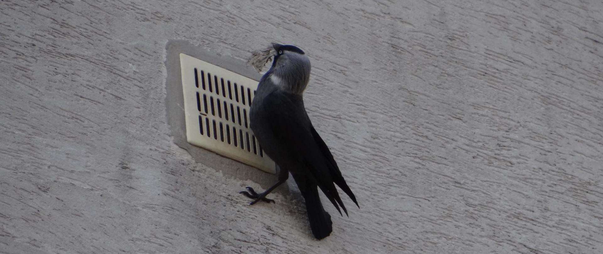 Ptak przy kratce wentylacyjnej.