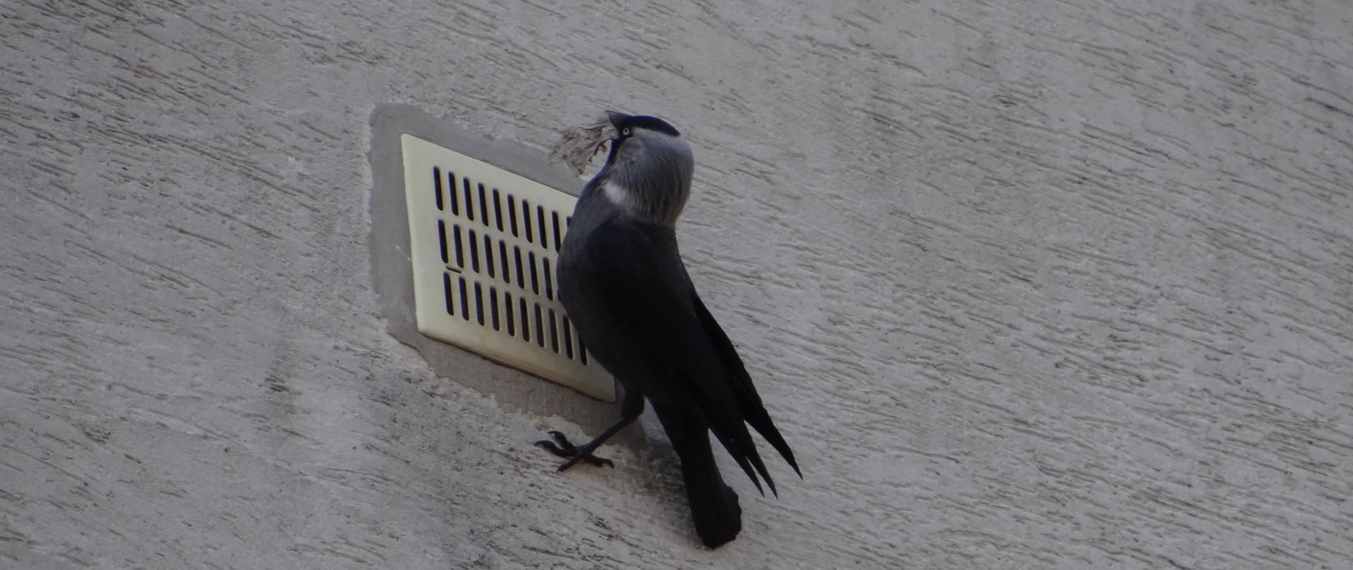 Ściana budynku. Przy otworze świeżo zamkniętym kratką siedzi kawka z gałązką w dziobie, próbując się dostać do gniazda.