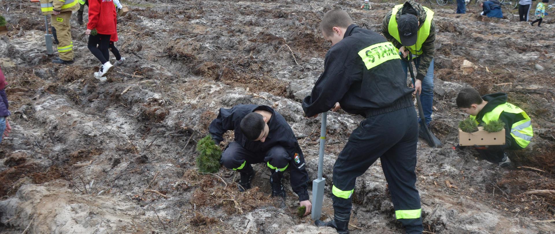 Na przygotowanym do sadzenia miejscu dwóch strażaków w ubraniach koszarowych sadzi sosnę. Jeden z nich trzyma sadzonki w rękach, które następnie umieszcza w wykonanej wcześniej szczelinie. Drugi strażak przy pomocy kostura wykonuje w gruncie szczelinę.Z lewej strony strażak OSP w ubraniu koloru piaskowego trzymający kostur, a obok niego druhna MDP w polarze i czapce koloru czerwonego z logo MDP. W oddali znajdują sie inne osoby sadzące las, a także kilkanaście rowerów opartych o płot.