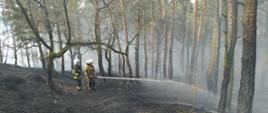Na zdjęciu widać spalony las. Nad lasem szare zadymienie. Po prawej stronie wysokie drzewa. Pora dnia - dzień. W środku kadru ratownicy w ubraniach specjalnych i hełmach, podają prąd gaśniczy. 