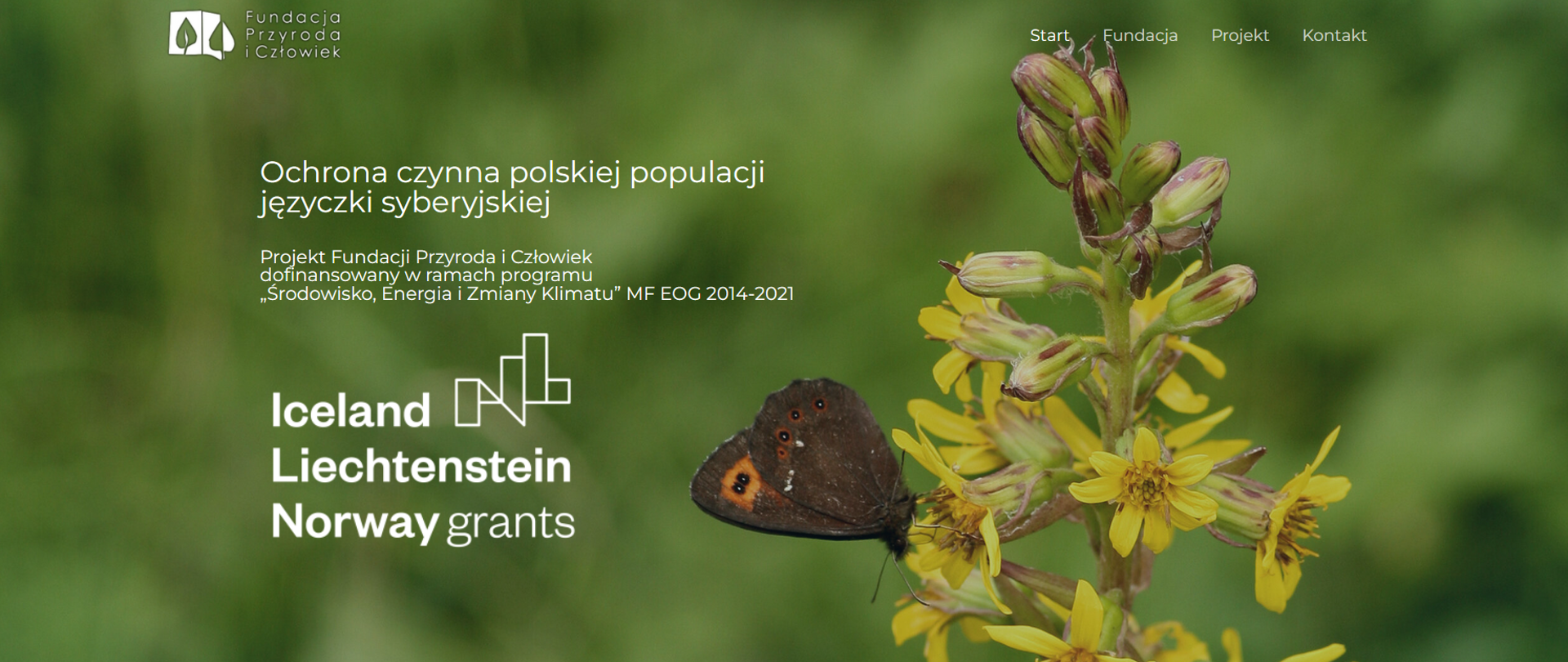 Ochrona czynna polskiej populacji języczki syberyjskiej