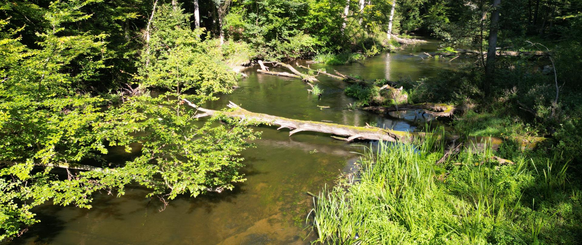 Rzeka Drawa - fot. Marcin Bielatko - Drawieński Park Narodowy 