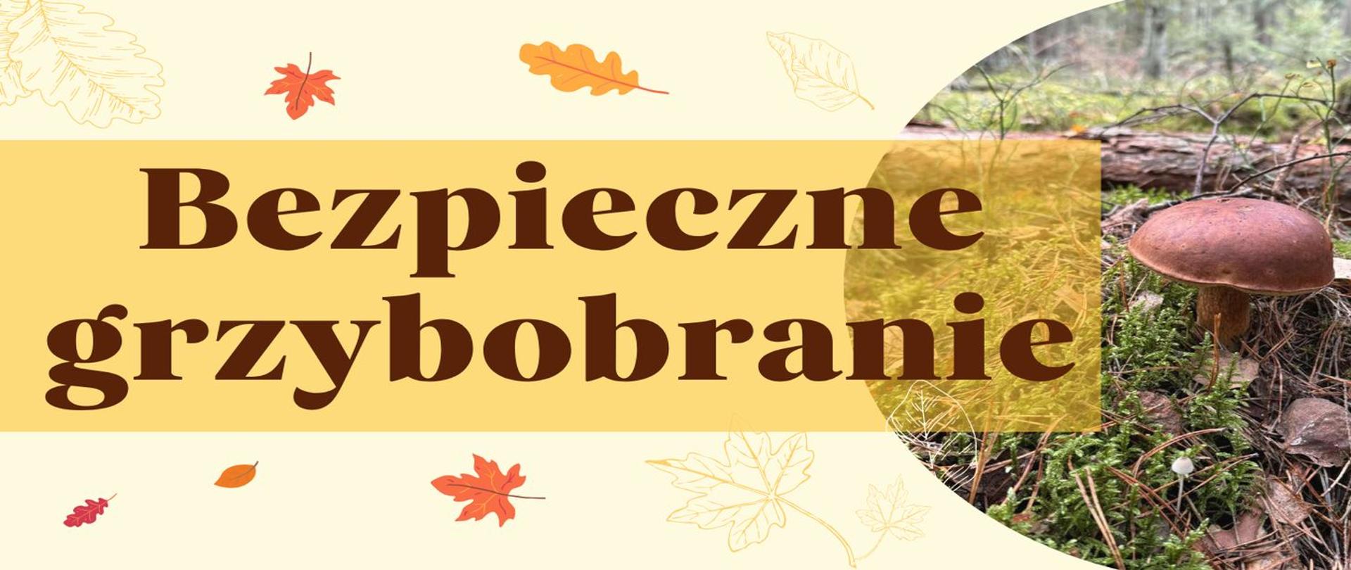 Infografika, napis Bezpieczne grzybobranie ze zdjęciem koźlaka.