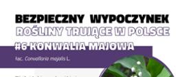 Infografika przedstawiająca zdjęcie roślinę trującą - konwalia majowa z opisem