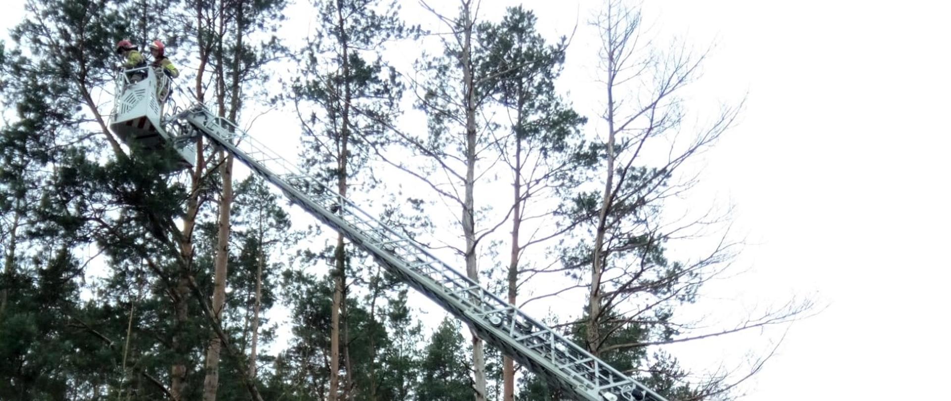 Na zdjęciu przedstawiono sosnę niebezpiecznie pochyloną nad ogrodzeniem posesji. W koszu drabiny dwóch ratowników wycina pochylone drzewo.
