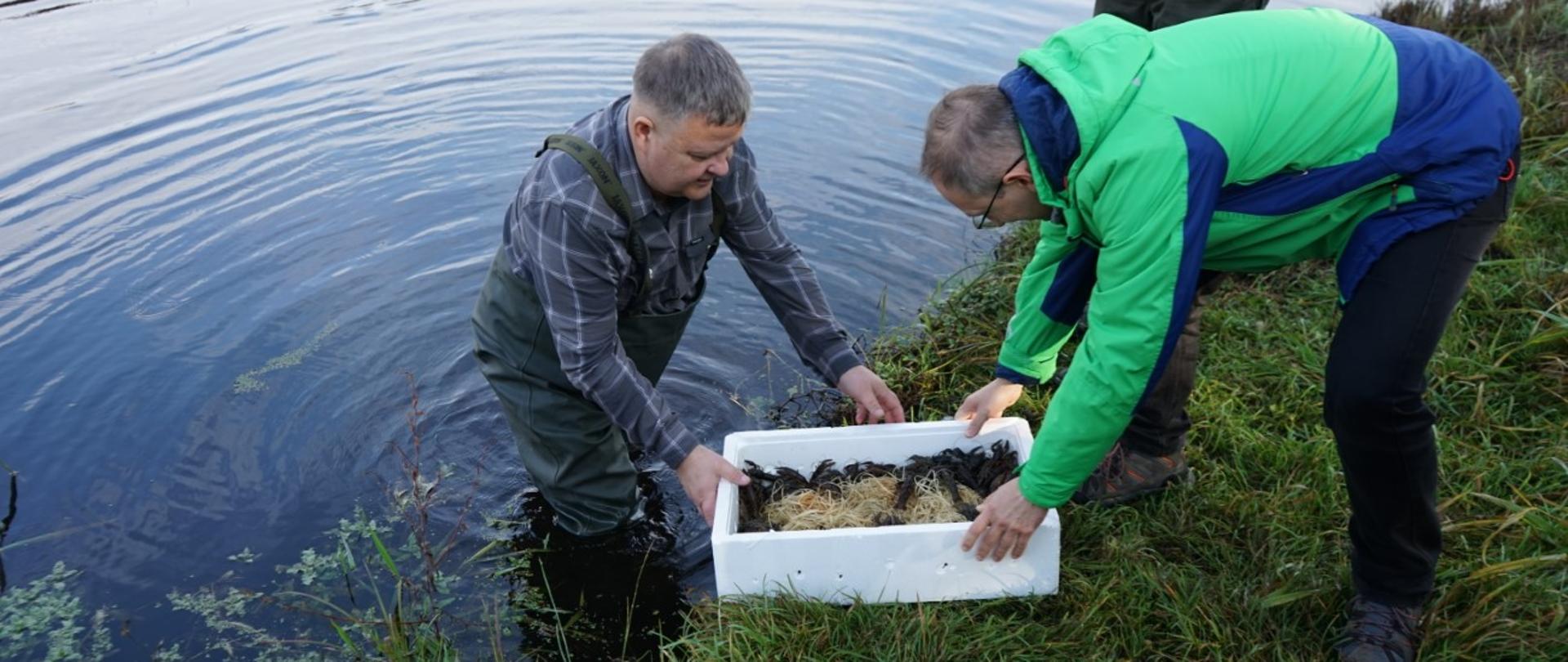 Raki umieszczane w docelowym środowisku