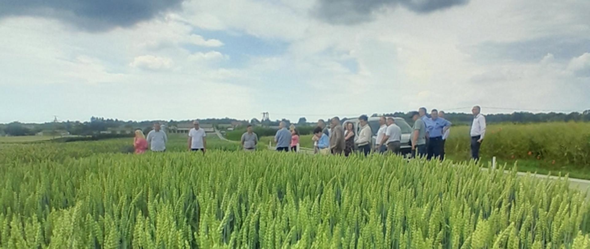 Wizyta Wojewódzkiego Zespołu Porejestrowego Doświadczalnictwa Odmianowego na polu doswiadczalno wdrozeniowym